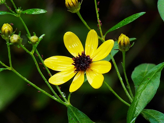 {Coreopsis tripteris}